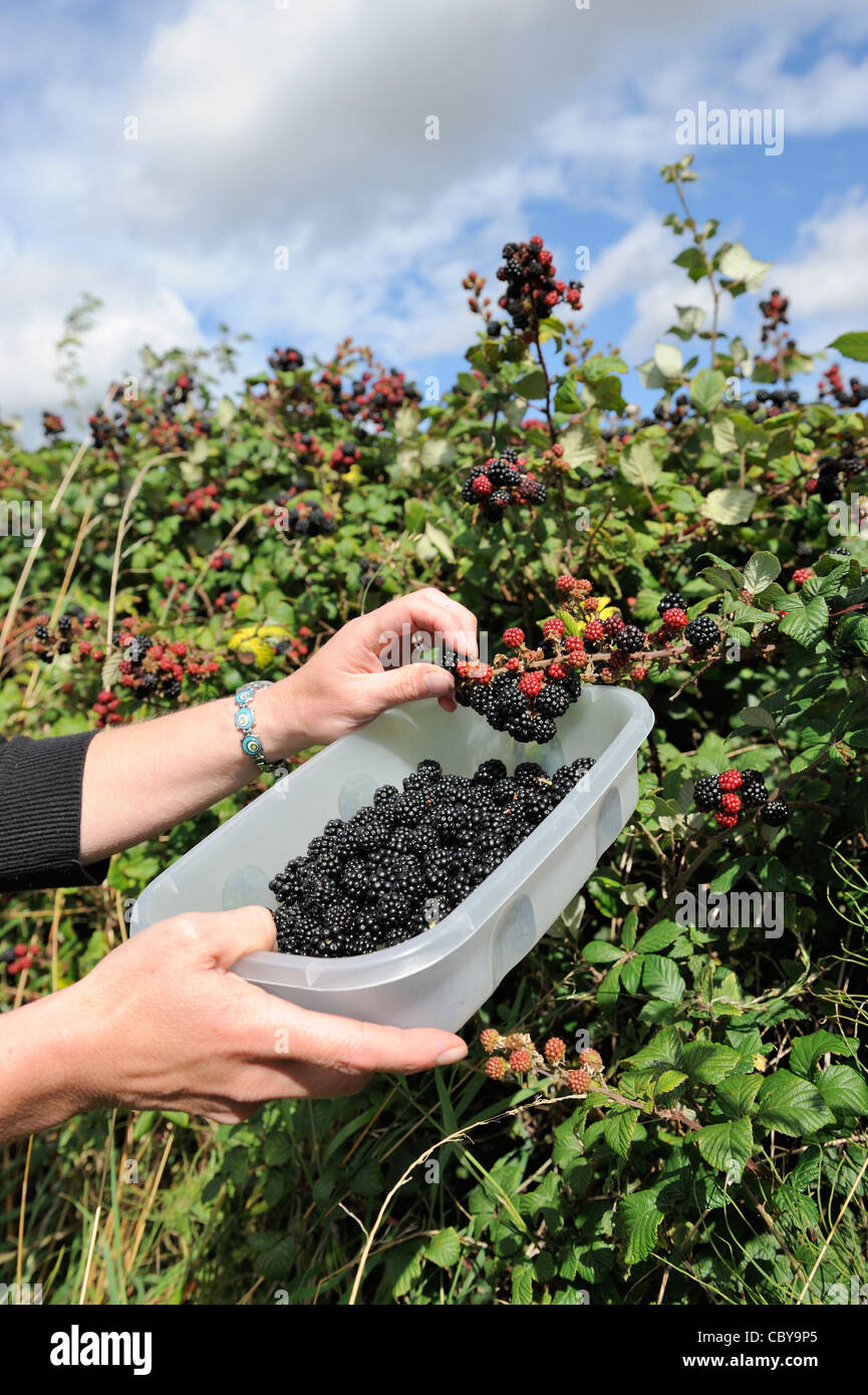 Picking wild fruit, woman picking hedgerow blackberries for jam making, Norfolk, UK, September