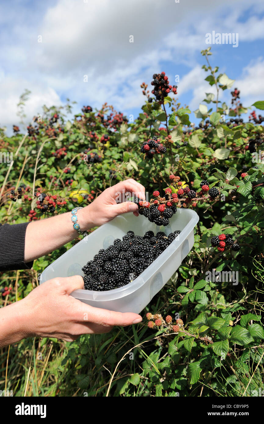 Picking wild fruit, woman picking hedgerow blackberries for jam making, Norfolk, UK, September Stock Photo