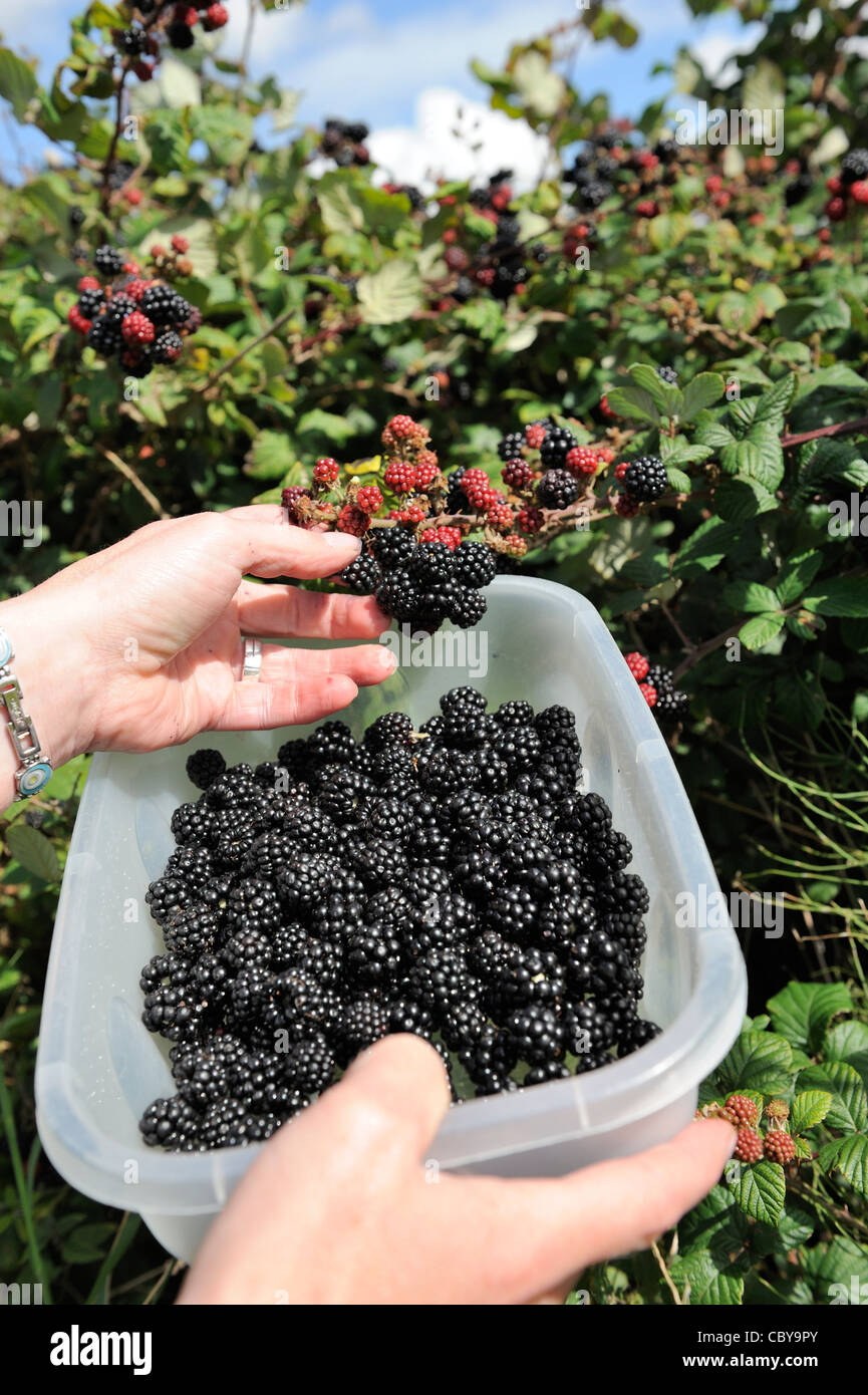 picking wild hedgerow blackberries Stock Photo