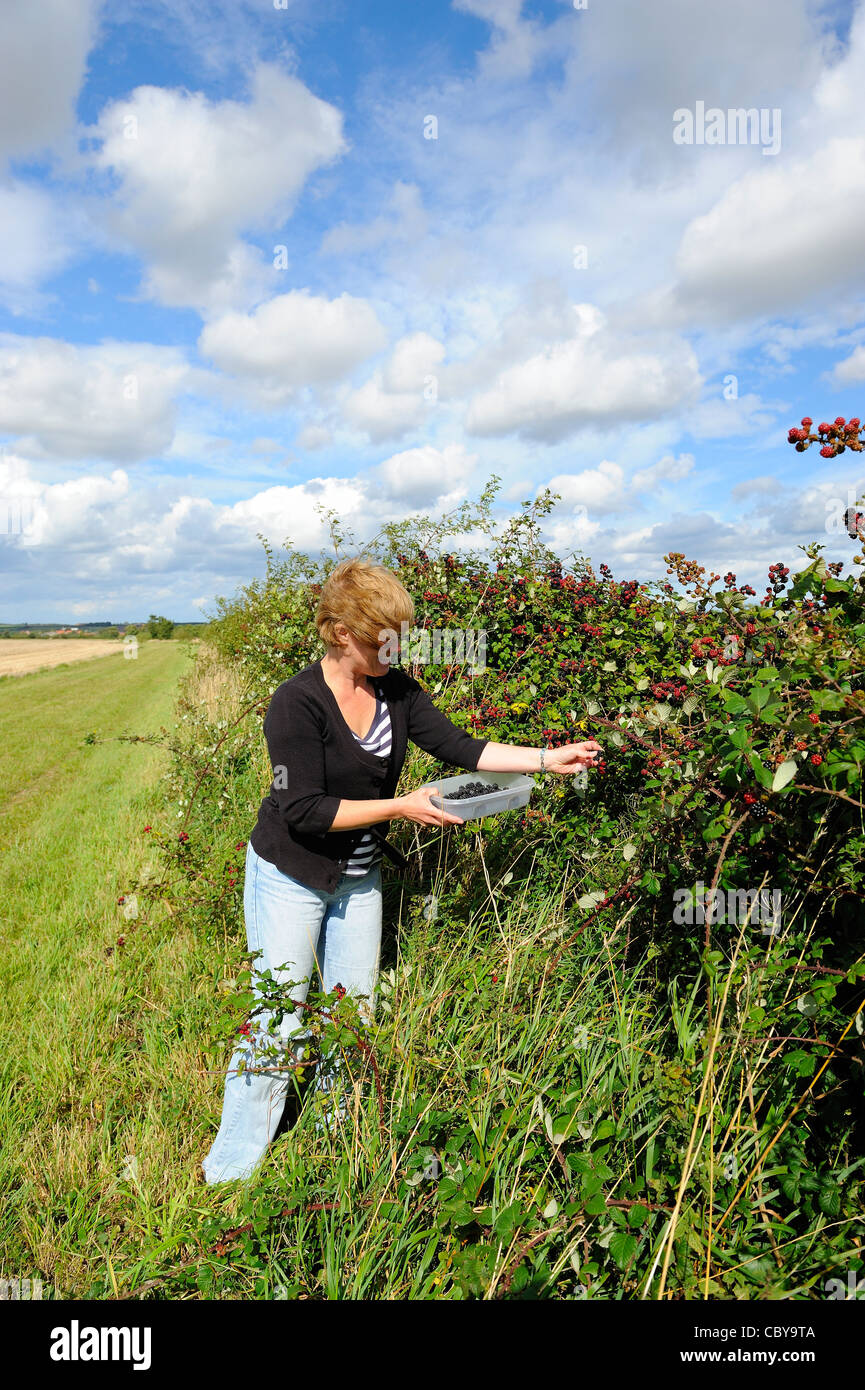 Picking wild fruit, woman picking hedgerow blackberries for jam making, Norfolk, UK, September Stock Photo
