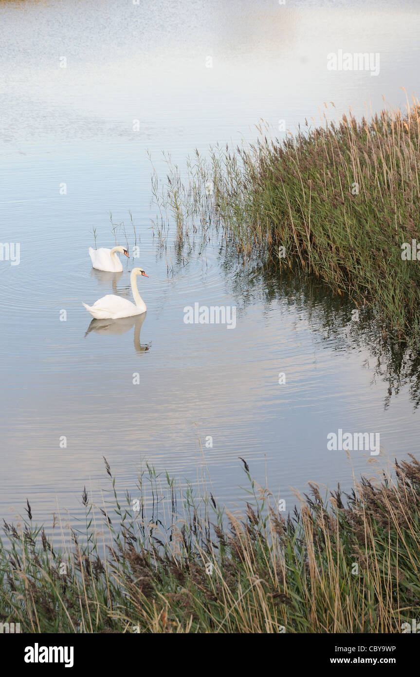 Mute swan (Cygnus olor) Stock Photo