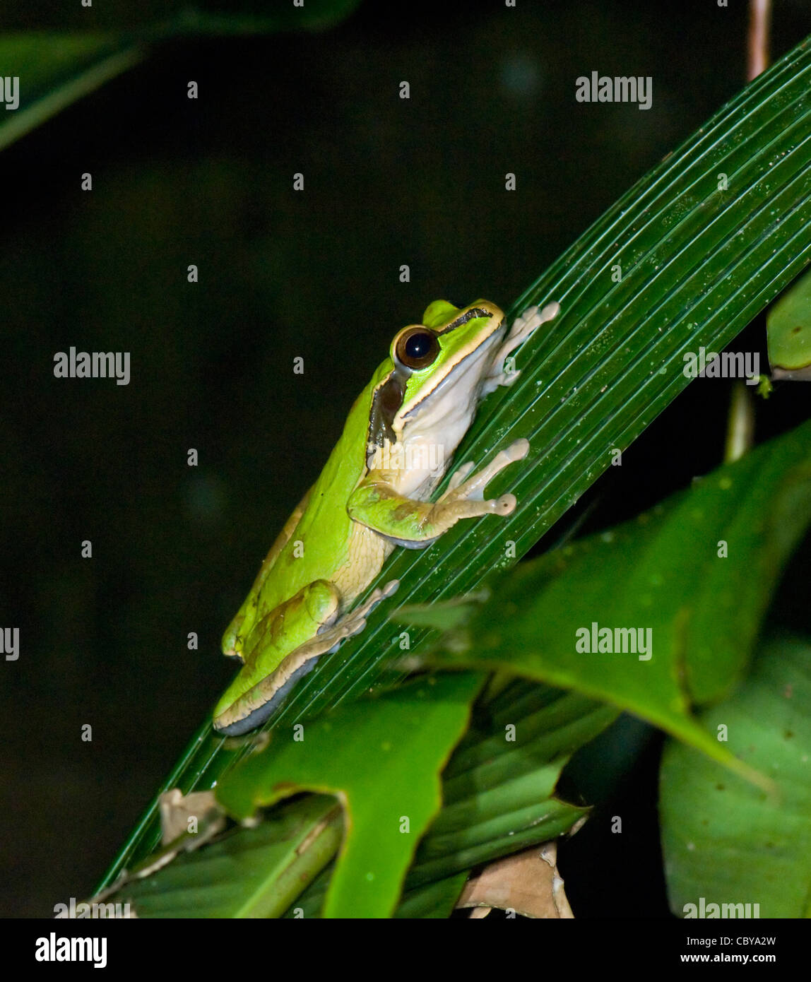 Masked Frog Smilisca phaeota Manuel Antonio Costa Rica Stock Photo
