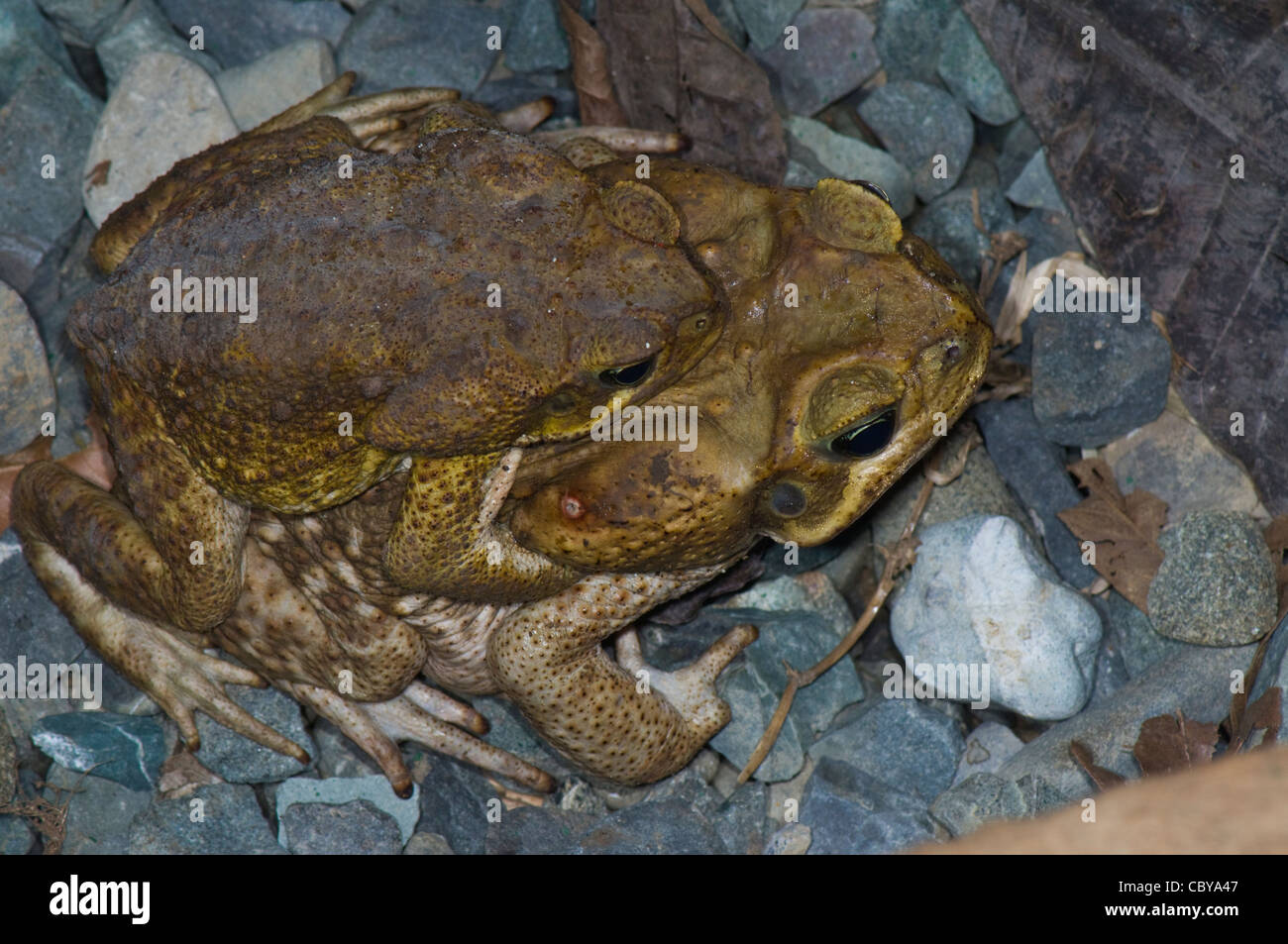Cane Toad (Bufo marinus), Costa Rica Stock Photo Alamy