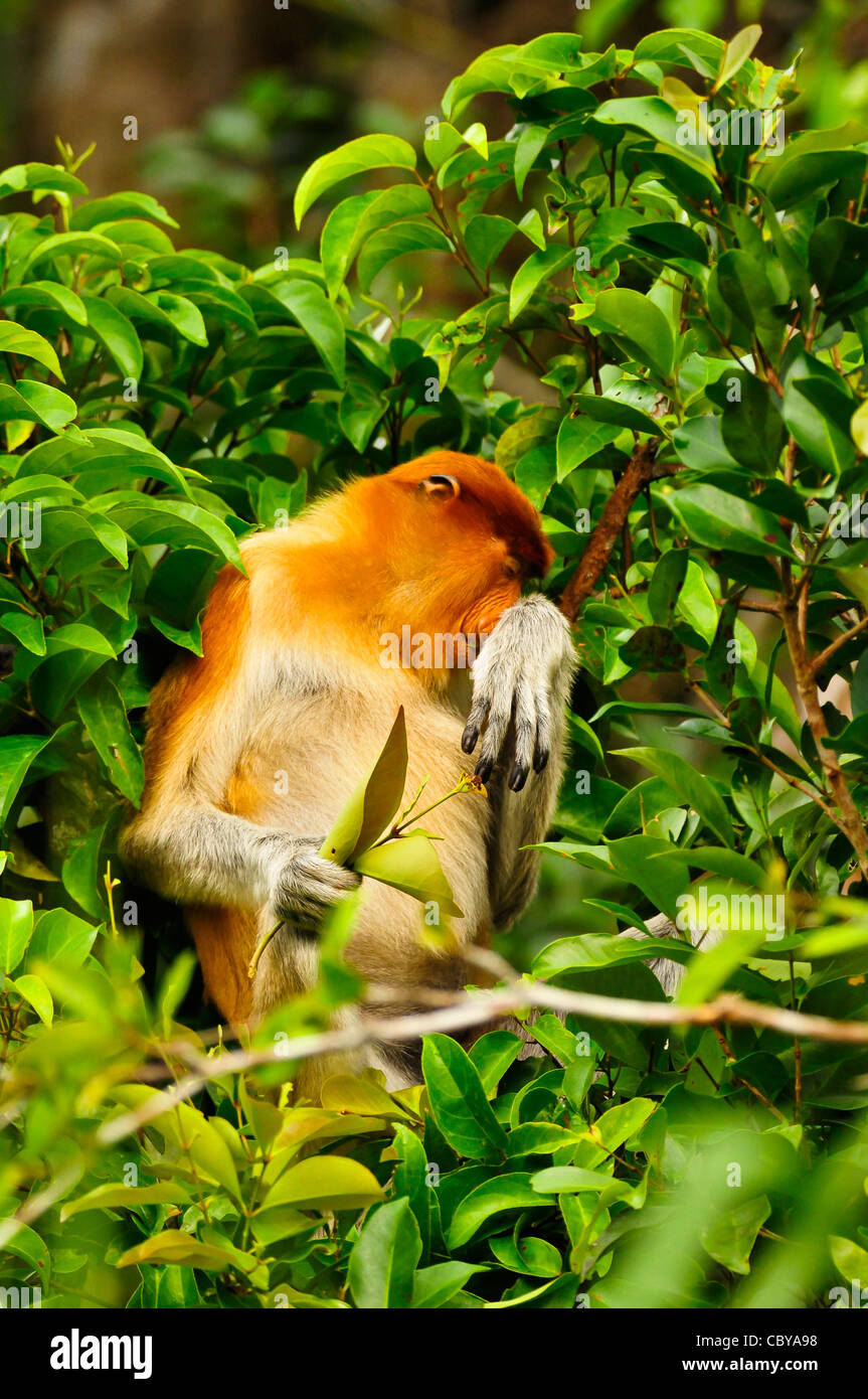 A proboscis monkey feeding on the banks of the Sekonyer River, Tanjung Puting National Park, Kalimantan Tengah, Borneo. Stock Photo