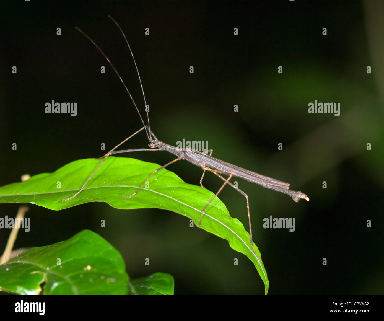 Walking Stick Insect, Manuel Antonio, Costa Rica, Puntarenas Province