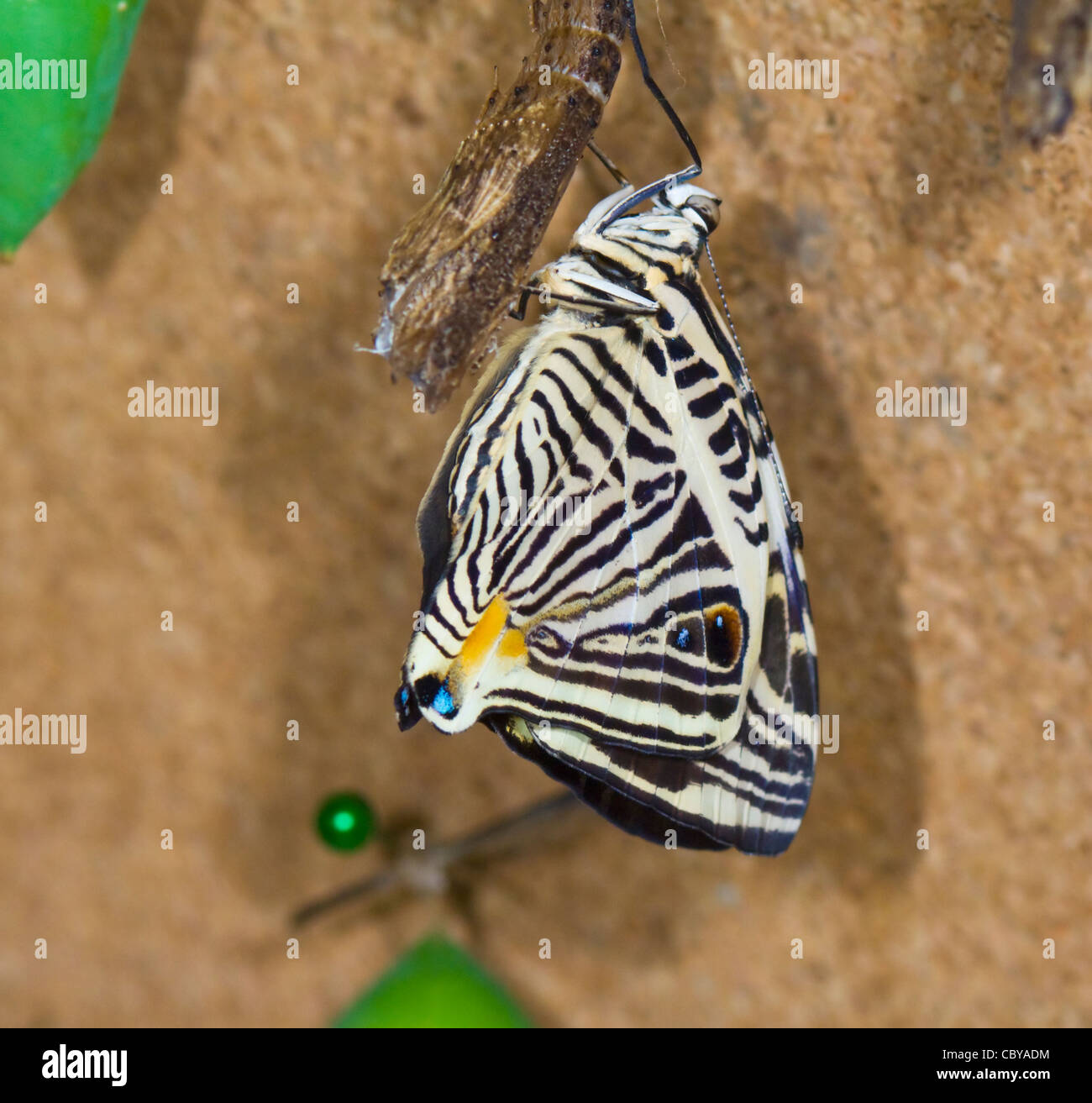 Recently Emerged Zebra Mosaic Butterfly (Colobura dirce), Costa Rica Stock Photo