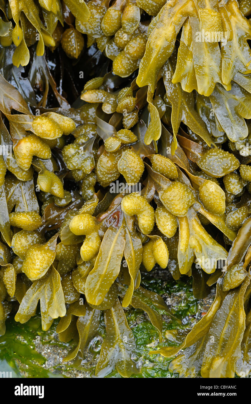 Bladder Wrack: Fucus vesiculosus. Devon, England. August. Stock Photo