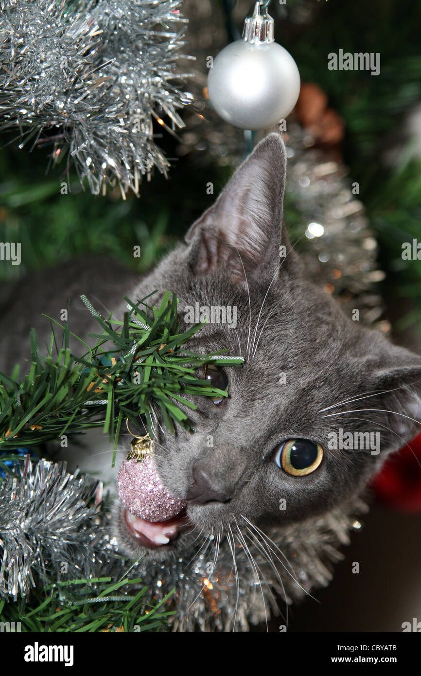 Cat chewing artificial christmas tree cheap
