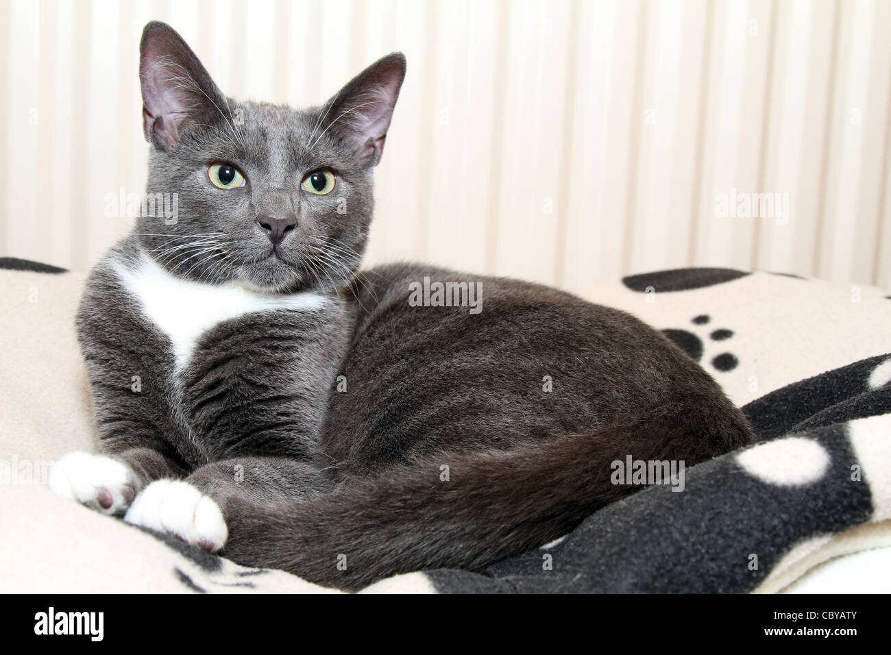 kitten fleece blanket