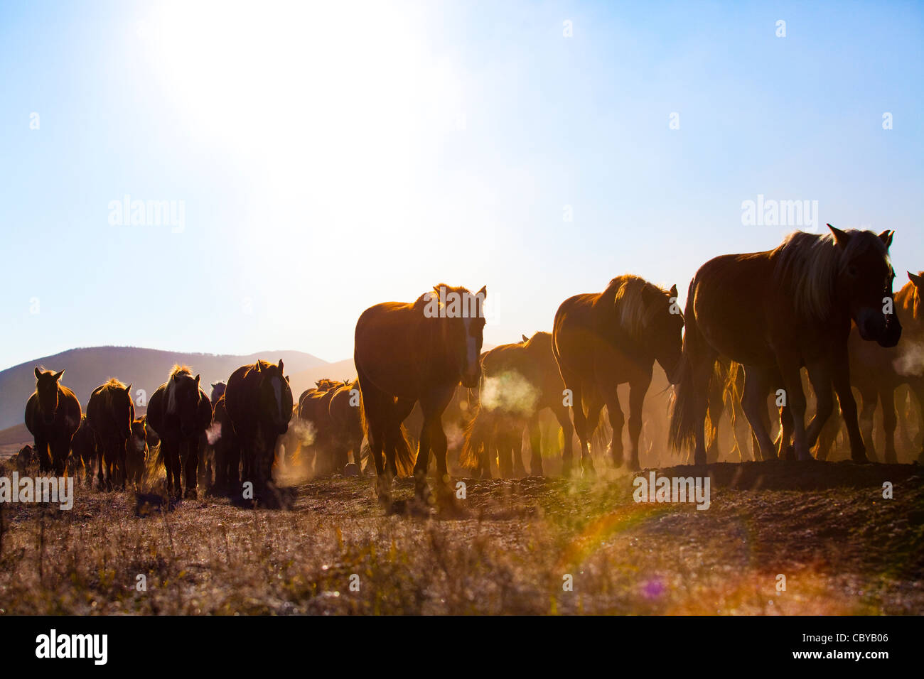 Herded horses in Inner Mongolia Stock Photo - Alamy