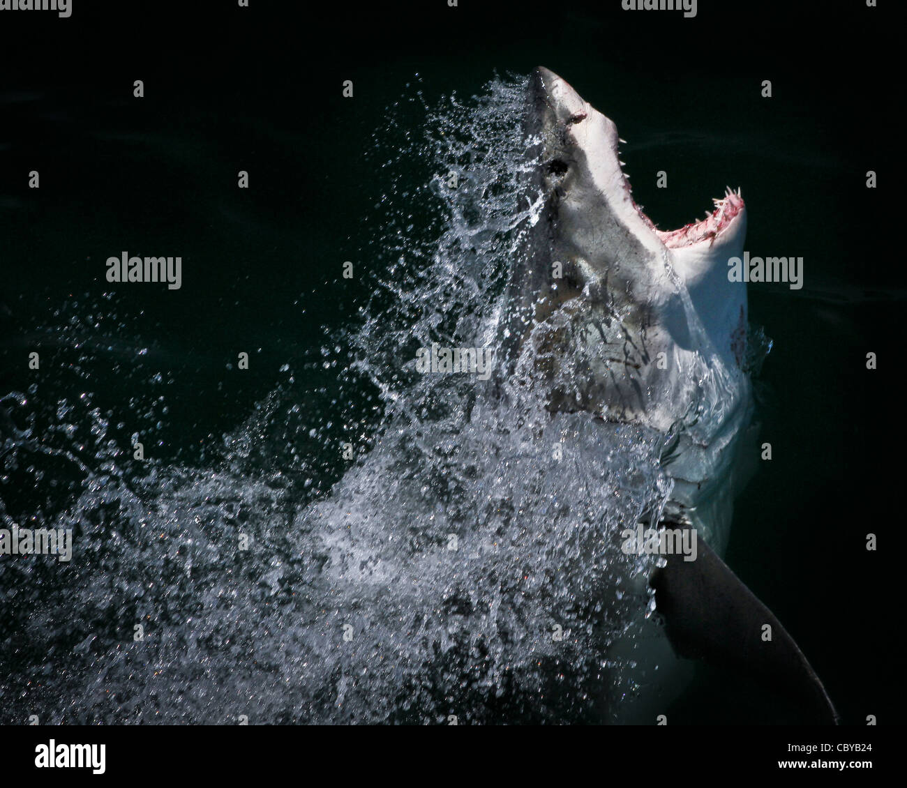 Great White Shark breaches in profile Stock Photo