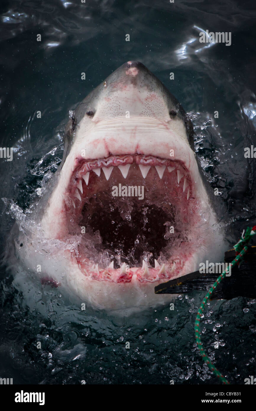 Great white shark mouth open hi-res stock photography and images - Alamy