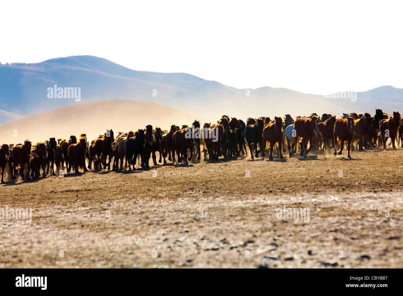 A herd of horses running in Inner Mongolia Stock Photo - Alamy