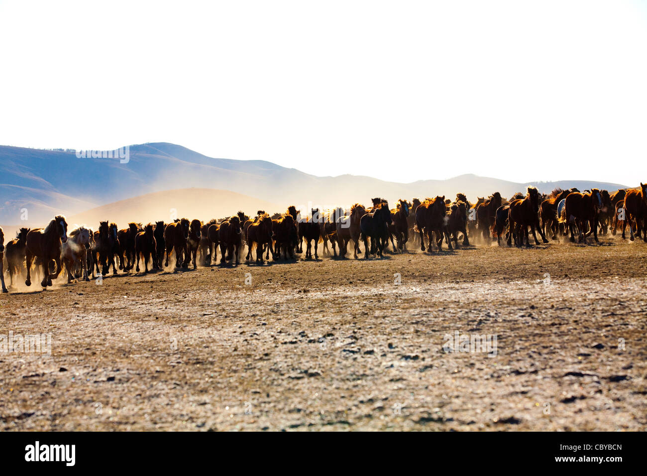A herd of horses running in Inner Mongolia Stock Photo - Alamy