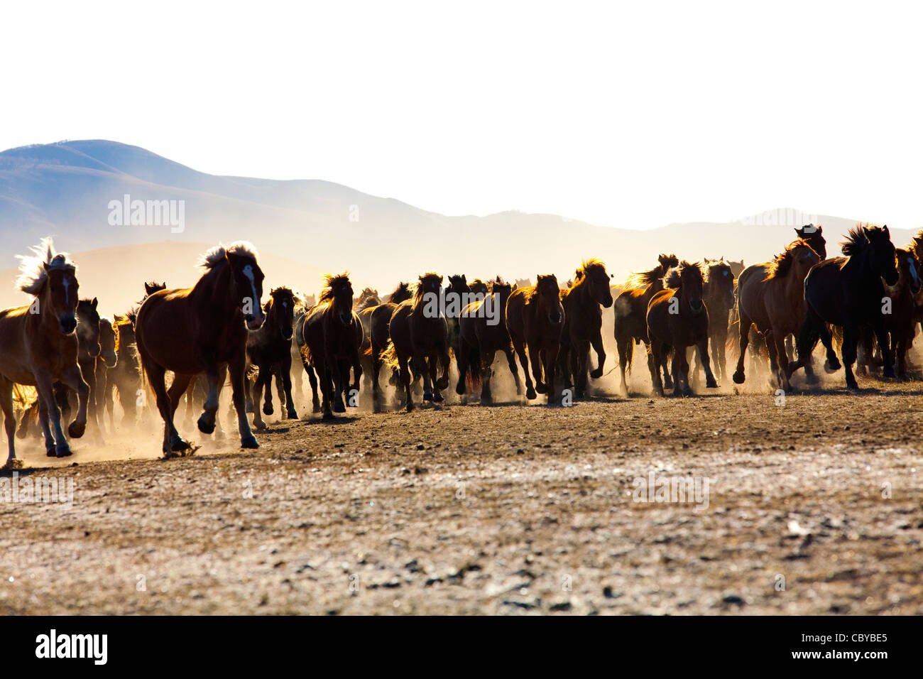A herd of horses running in Inner Mongolia Stock Photo - Alamy