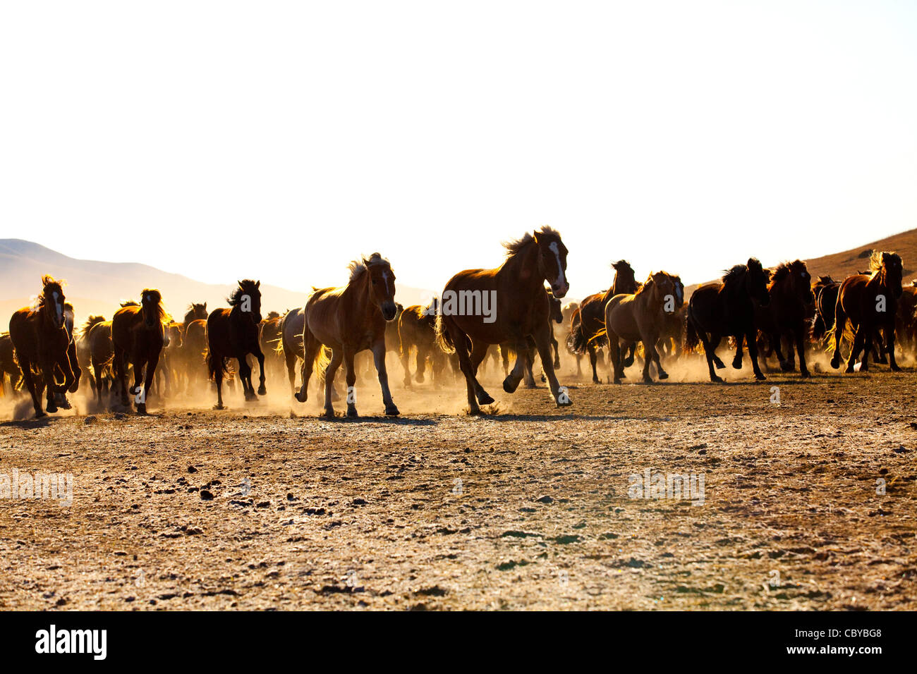 A herd of horses running in Inner Mongolia Stock Photo - Alamy