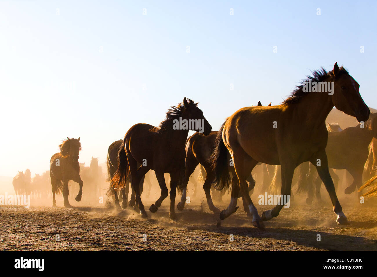 A herd of horses running in Inner Mongolia Stock Photo - Alamy