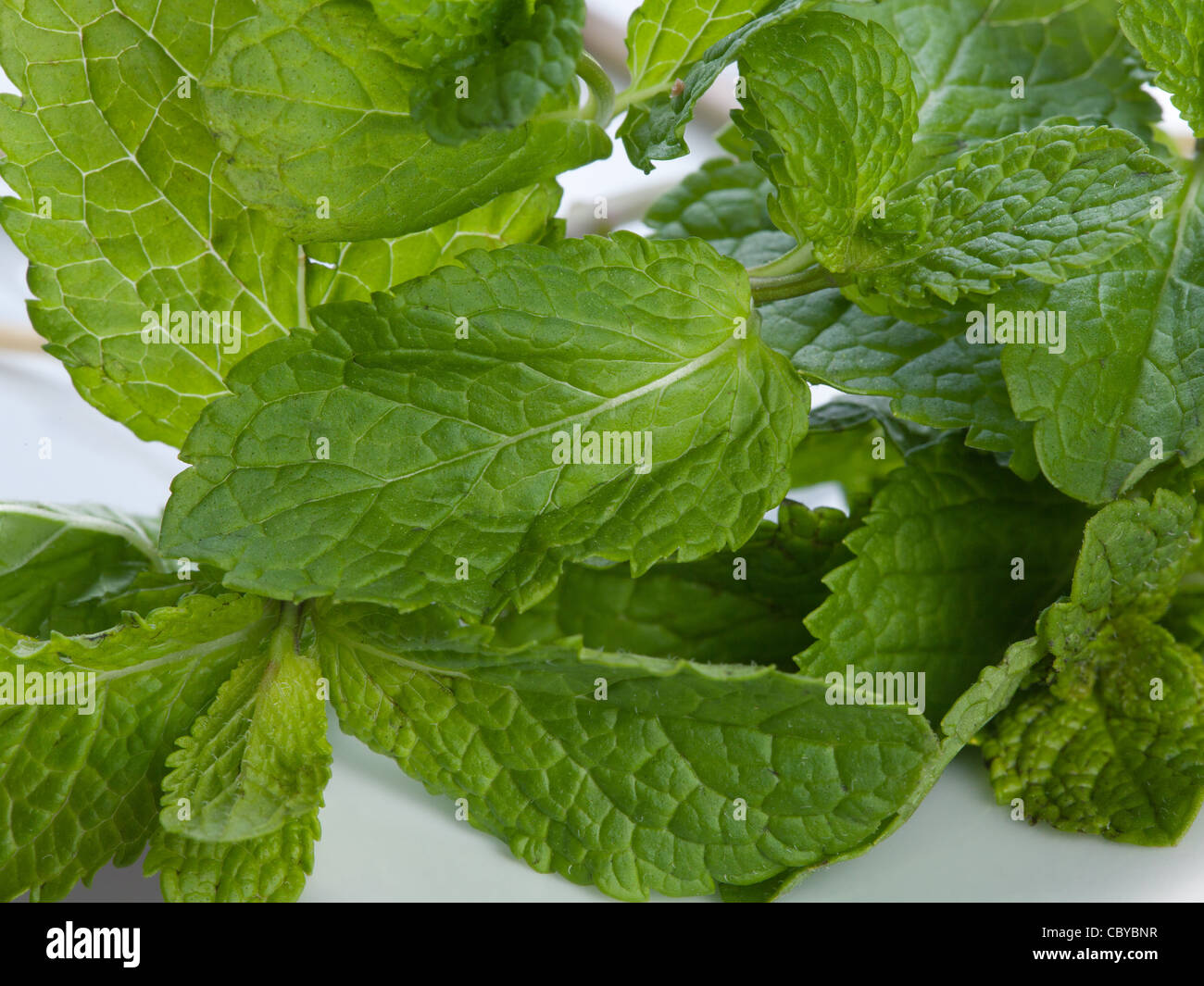 Closeup of fresh mint Stock Photo