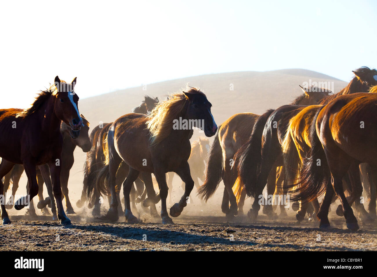 A herd of horses running in Inner Mongolia Stock Photo - Alamy