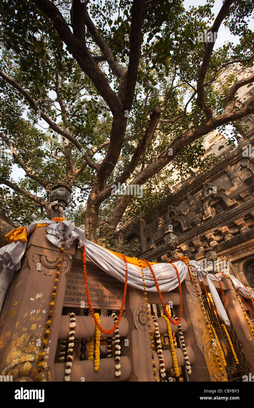 India, Bihar, Bodhgaya, Mahabodhi Temple, Bodhi tree above Vajrasana Diamond throne Stock Photo