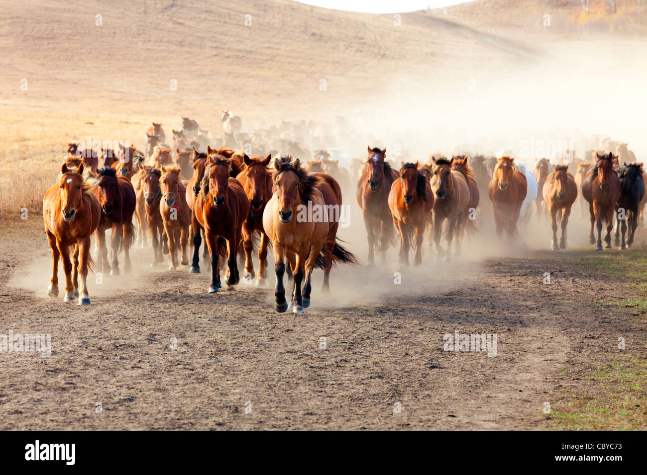 A herd of horses running in Inner Mongolia Stock Photo - Alamy