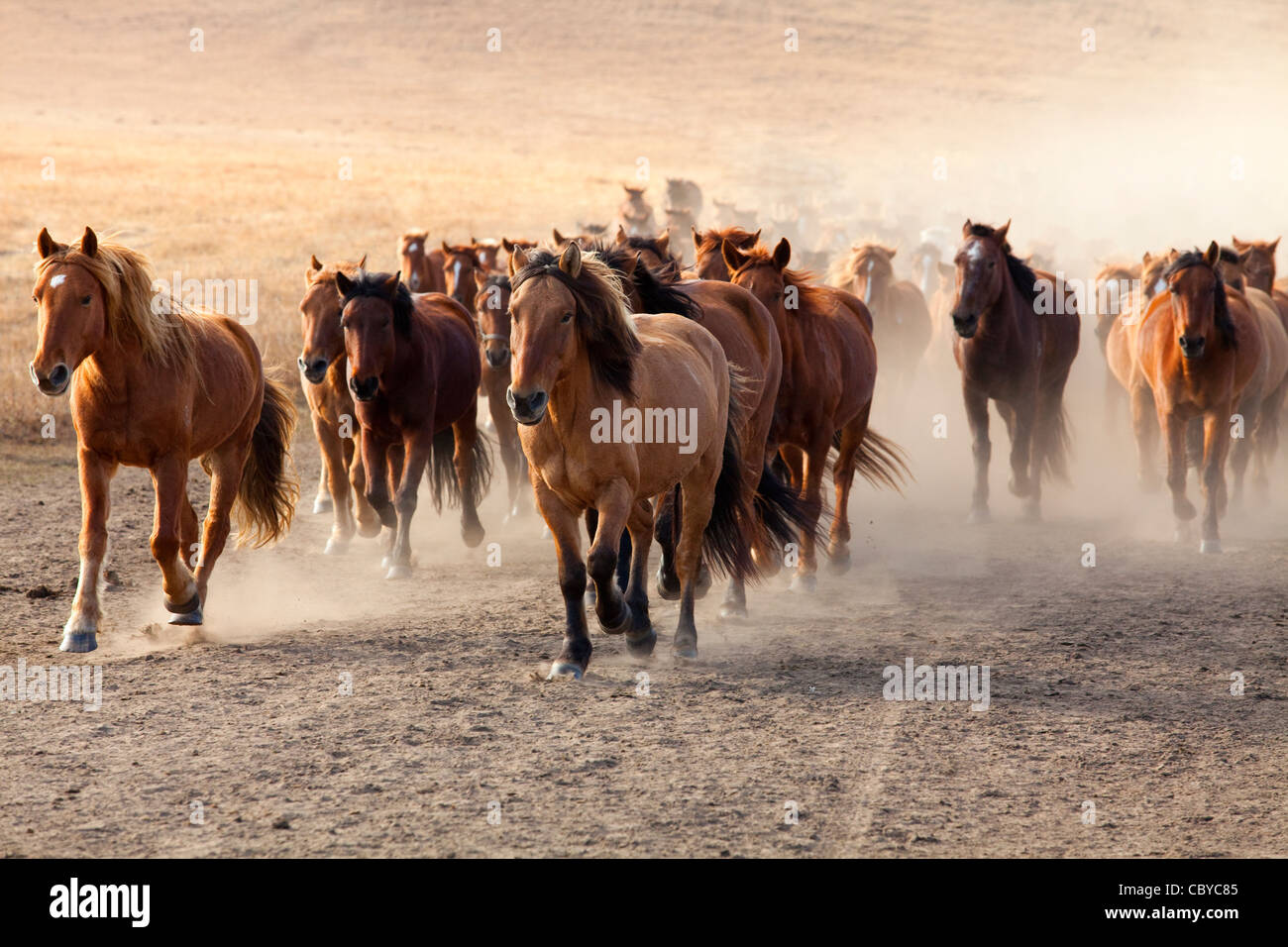 A herd of horses running in Inner Mongolia Stock Photo - Alamy
