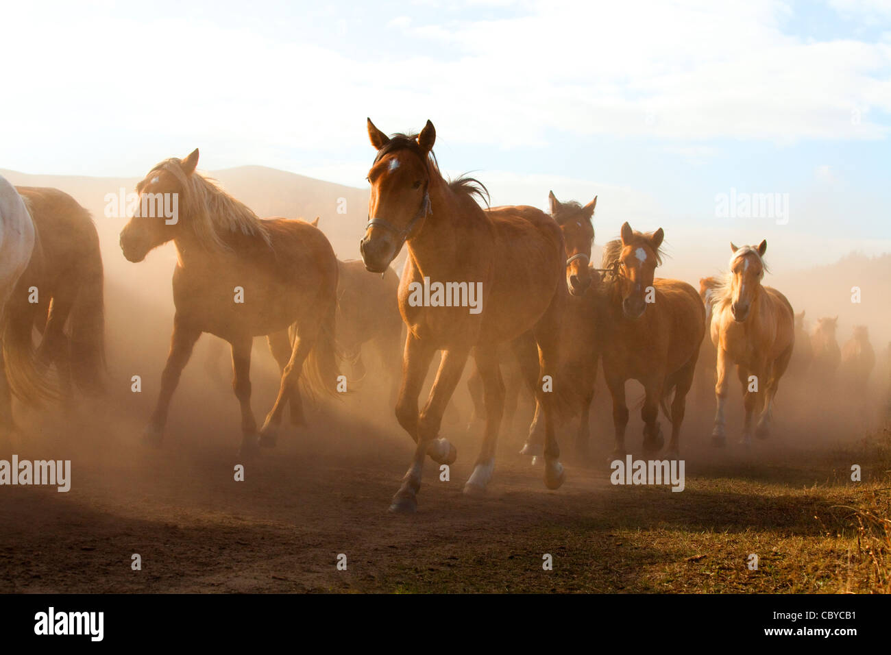 A herd of horses running in Inner Mongolia Stock Photo - Alamy