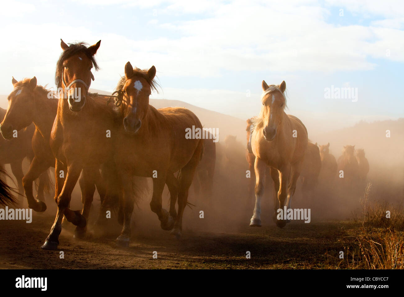 A herd of horses running in Inner Mongolia Stock Photo - Alamy