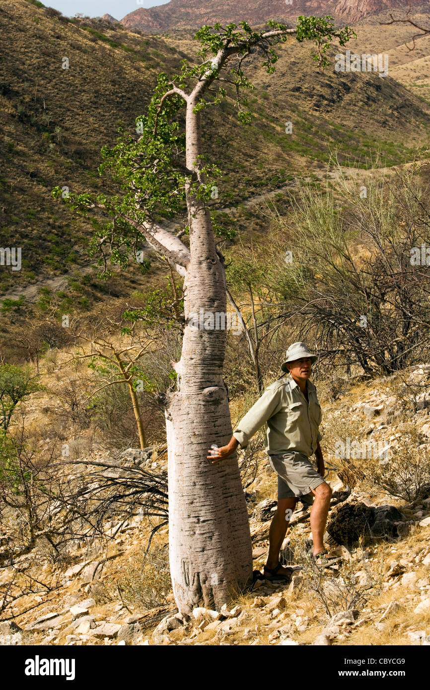 Pachypodium tree hires stock photography and images Alamy