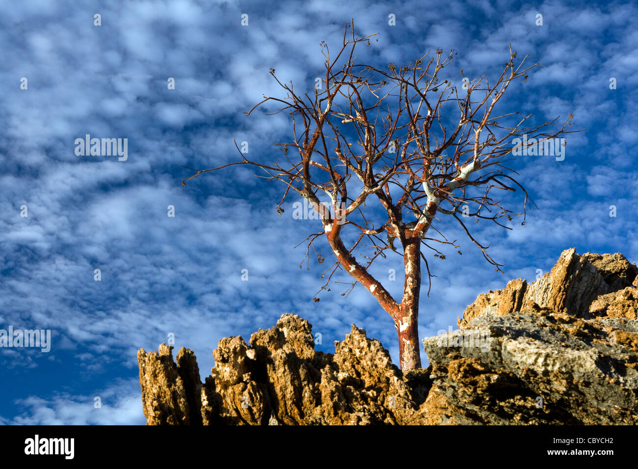 Lone Tree and Blue Sky near - Etambura Camp - Orupembe Conservancy - Kaokoland, Namibia Stock Photo