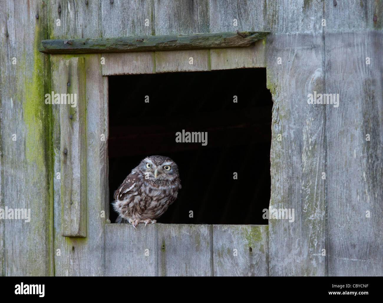 little owl sat on window of a old shed Stock Photo
