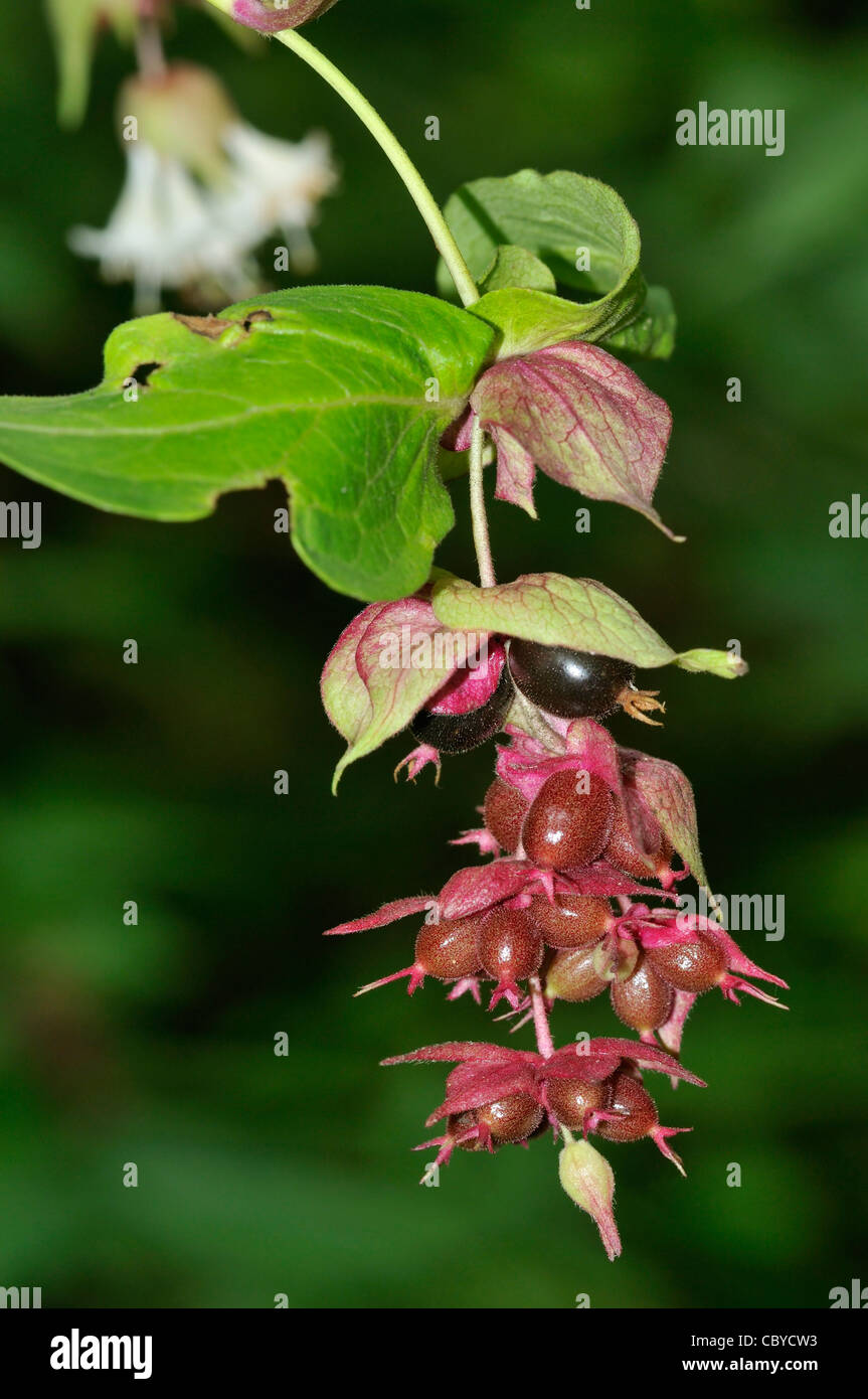 Flowering nutmeg plant hires stock photography and images Alamy