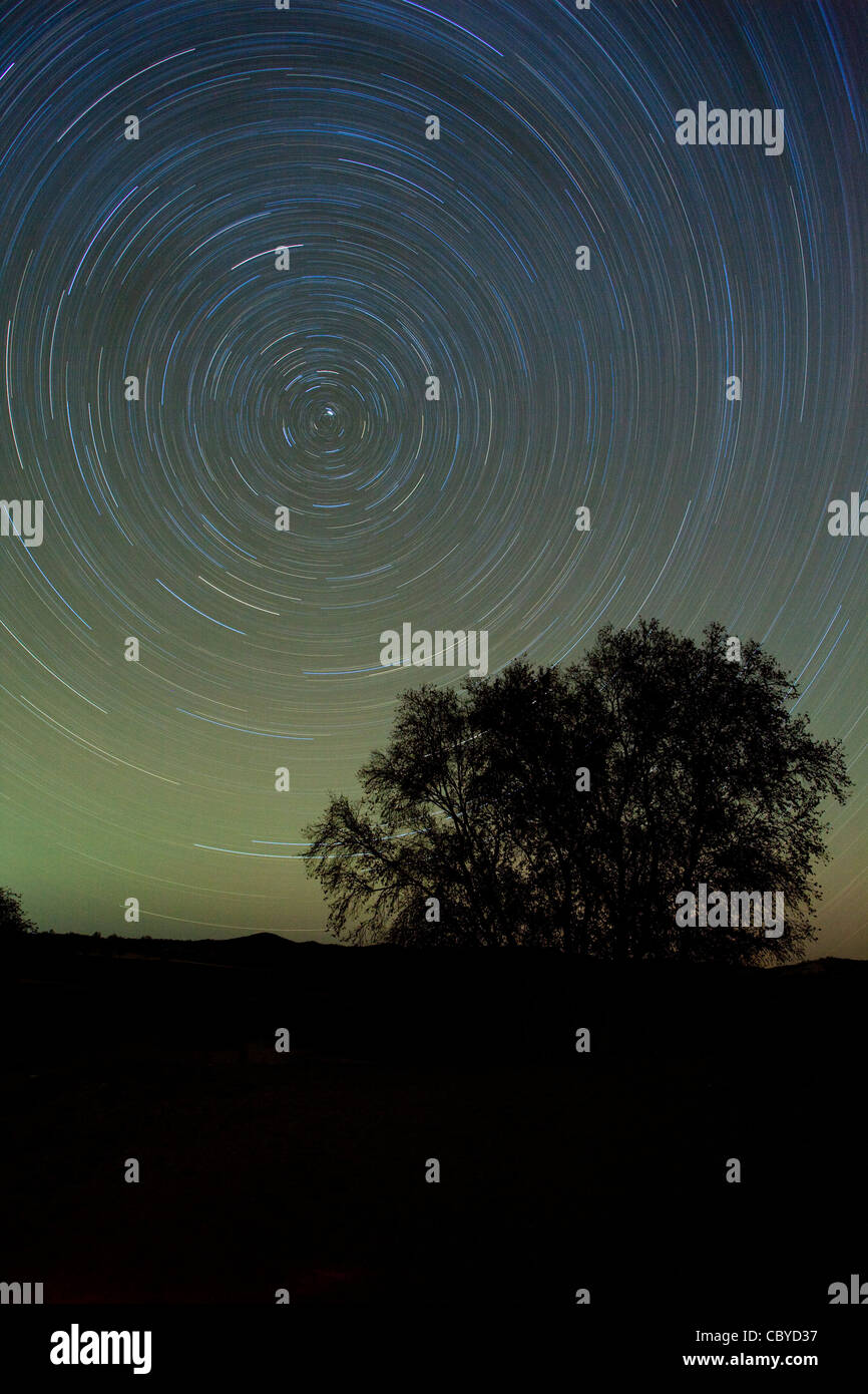 Star trails in the night sky with tree silhouette Stock Photo - Alamy