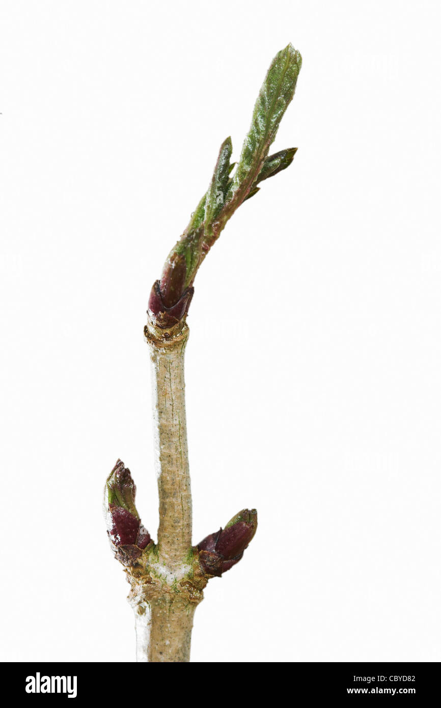 Elder twig and buds in winter (Sambucus nigra) Stock Photo