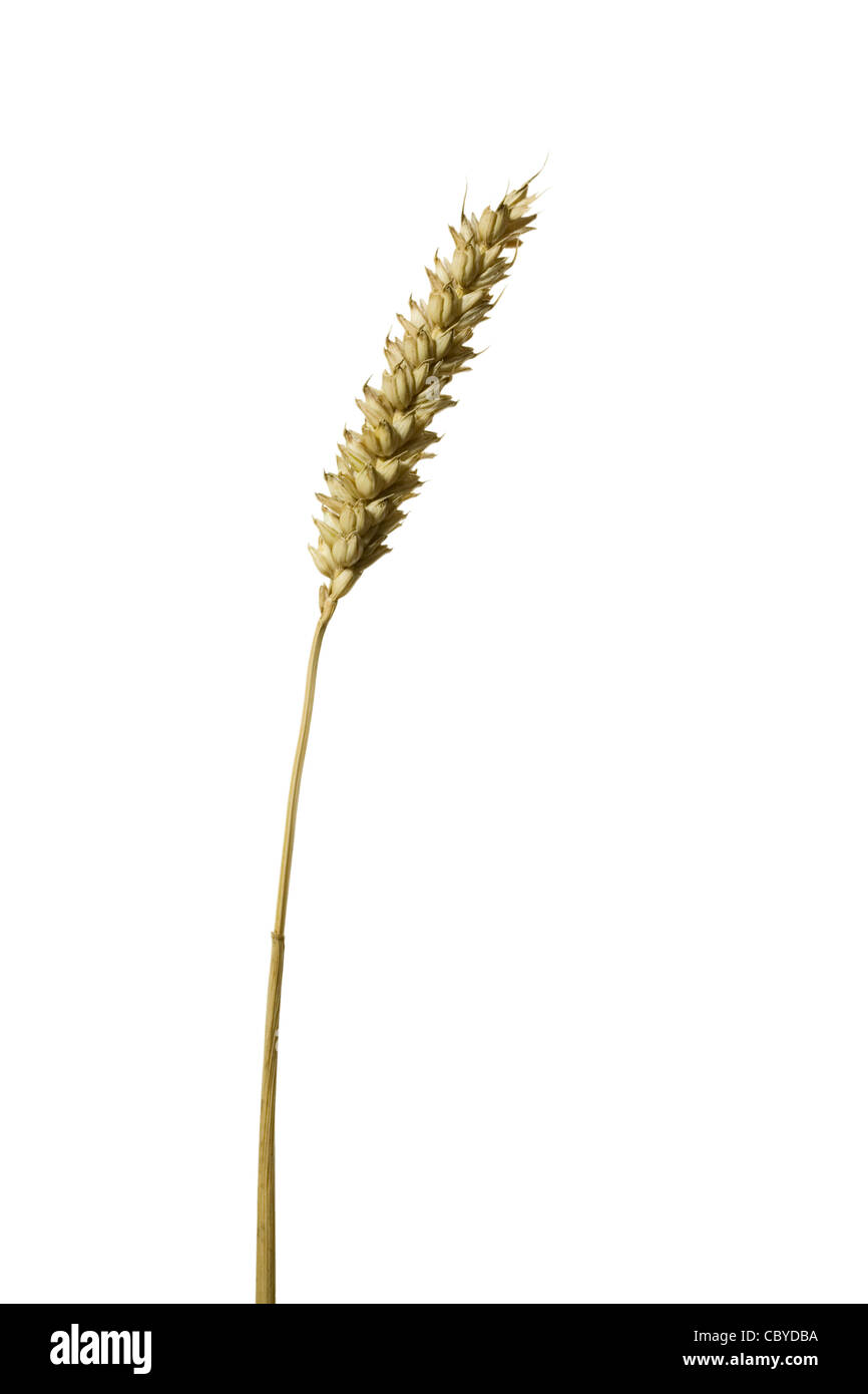 Wheat (Triticum aestivum) Cut out. Stock Photo
