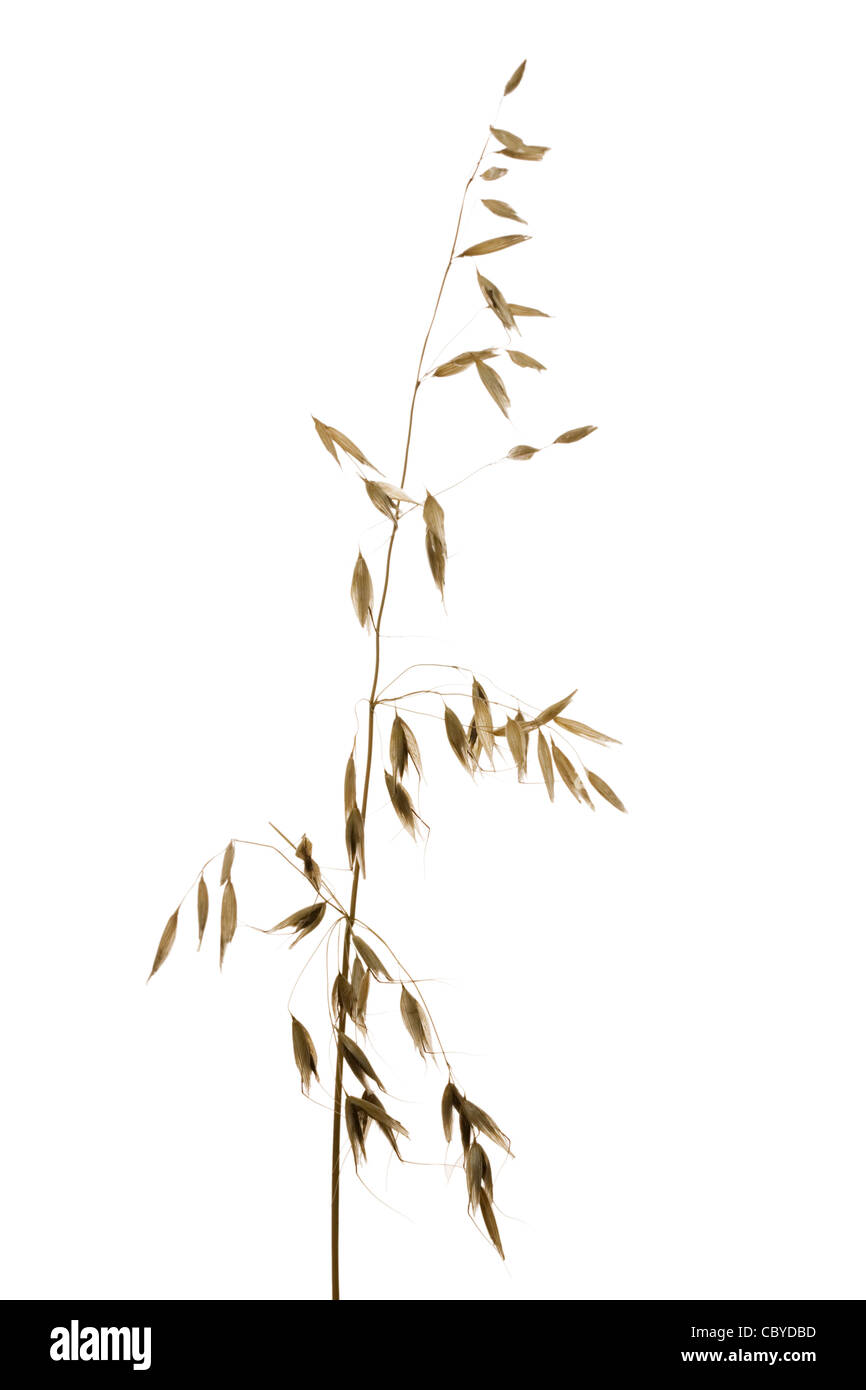 Oats (Avena sativa) Cut out. Stock Photo
