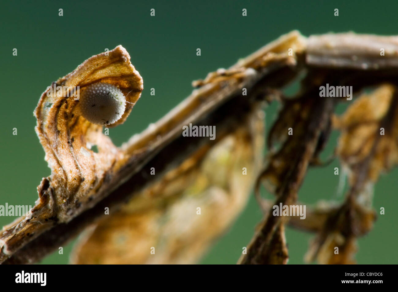 Silver blue butterfly hi-res stock photography and images - Alamy
