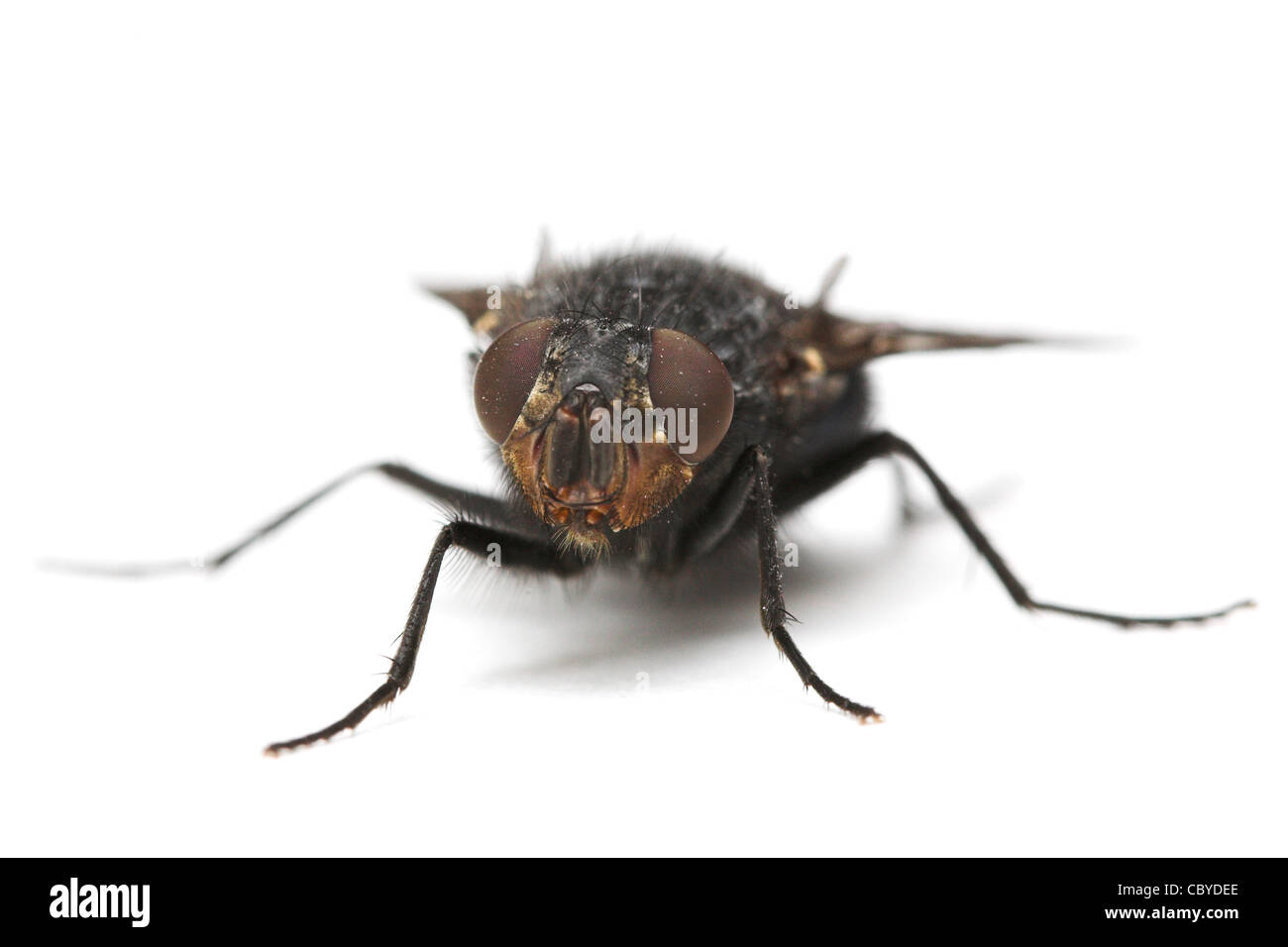 Calliphora vicina hi-res stock photography and images - Alamy
