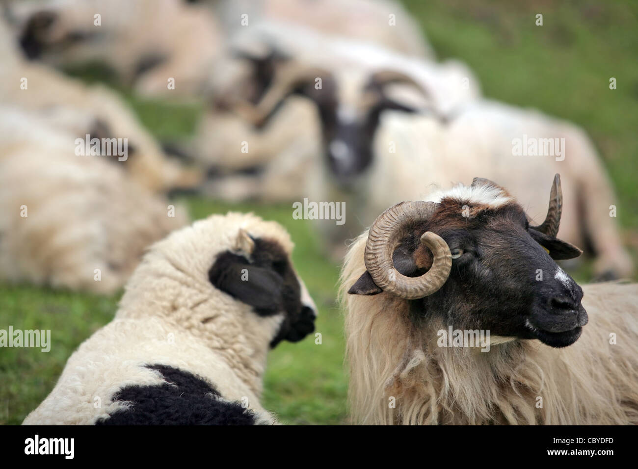 Color shot of sheep resting on a green field Stock Photo - Alamy
