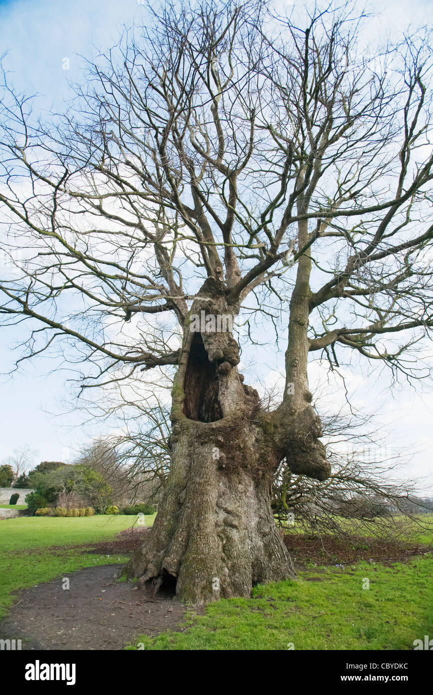 English Elm (Ulmus procera) one of the 'Preston Twins', Preston Park, Brighton, UK Stock Photo