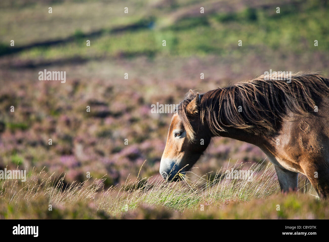 Exmoor Pony Dunkery and Horner Woods NNR, Somerset, UK Stock Photo