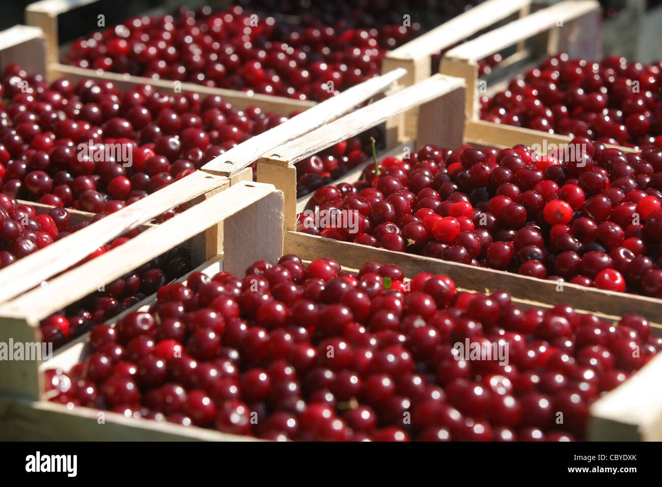 Черешня на рынке. Кг вишни. Ведро черешни. Кг вишни. Ведро черешни.