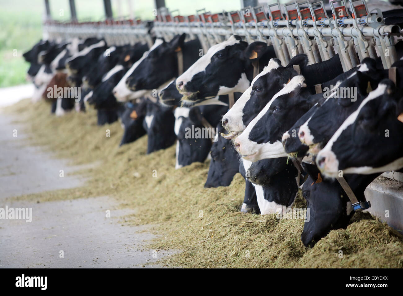 Holstein dairy cows are fed in a farm Stock Photo - Alamy
