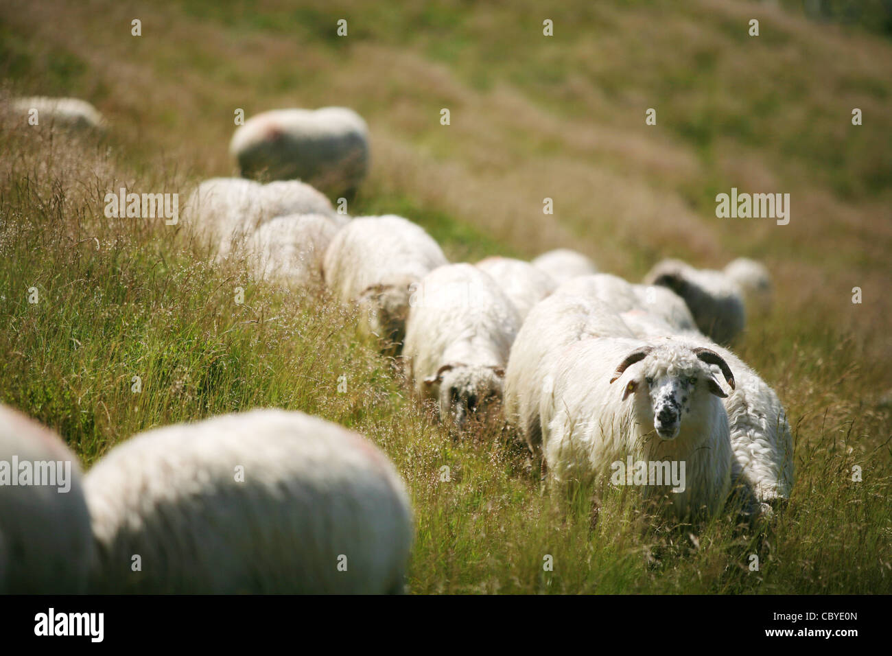 Flock of sheep on top of a mountain Stock Photo - Alamy