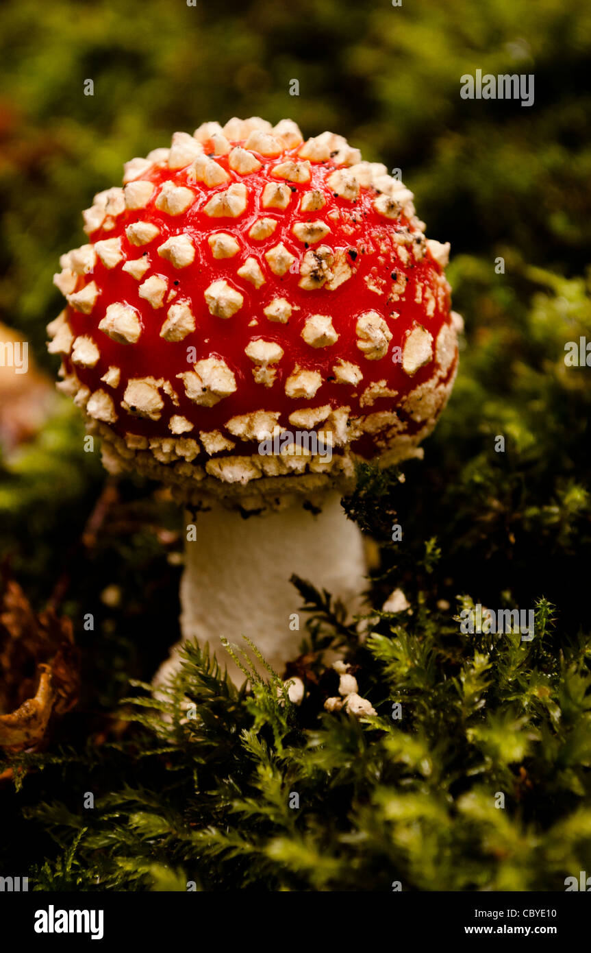 Small Fly Agaric toadstool mushroom (Amanita muscaria) Stock Photo