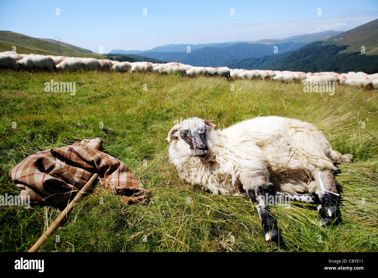 Flock of sheep on top of a mountain Stock Photo - Alamy