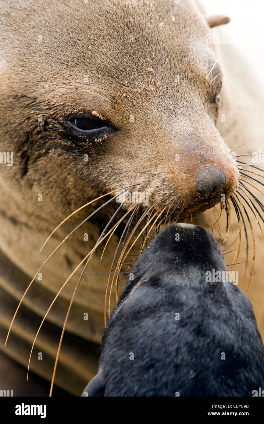 Cape Fur Seal Mother and Baby - Cape Cross Seal Reserve - near Henties Bay, Namibia, Africa Stock Photo