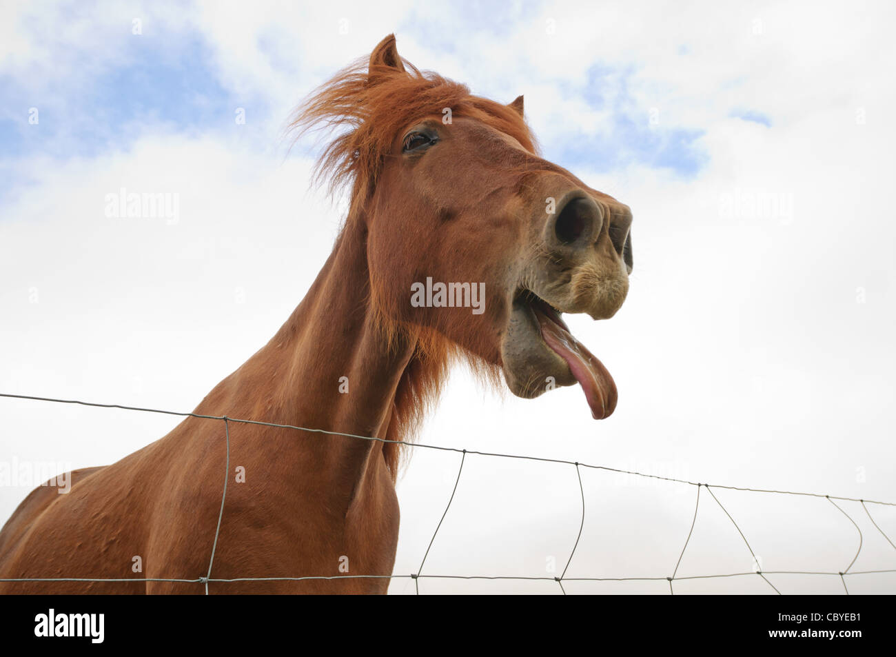 An Icelandic horse makes funny facial expressions. Stock Photo