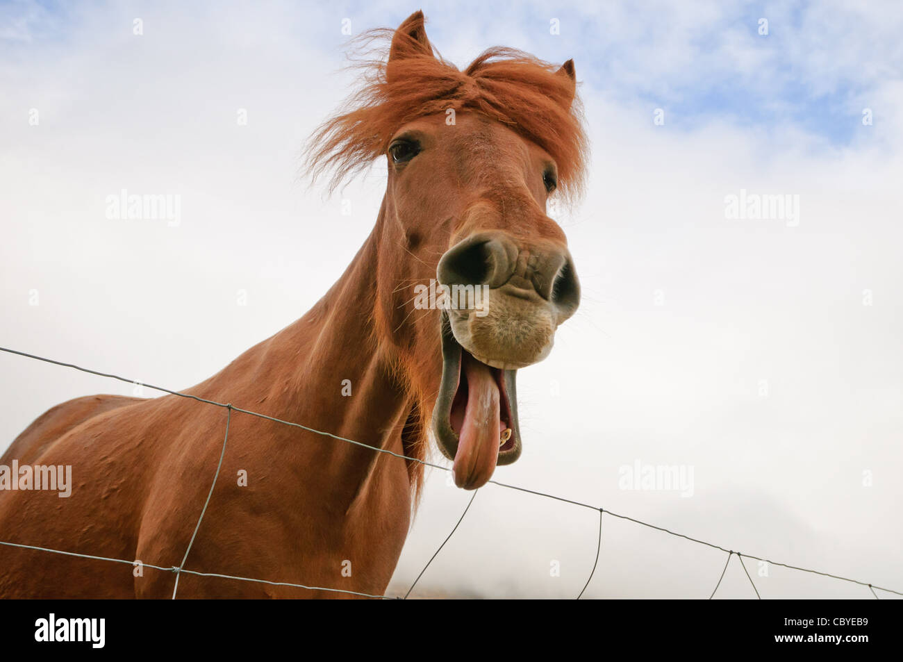 An Icelandic horse makes funny facial expressions. Stock Photo