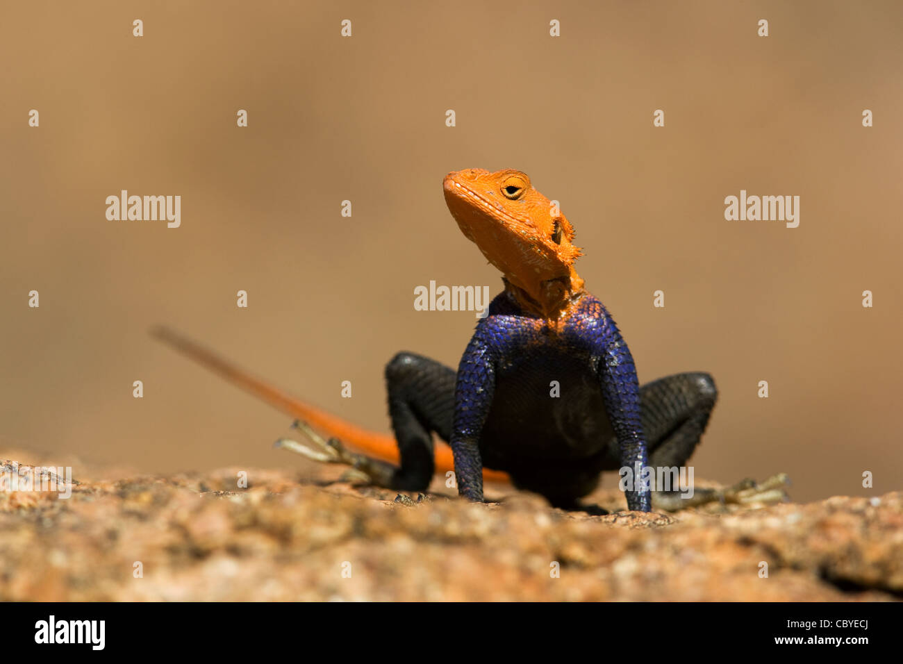 Agama Lizard (Male) - Mowani Mountain Camp - Twyfelfontein, Damaraland, Namibia, Africa Stock Photo
